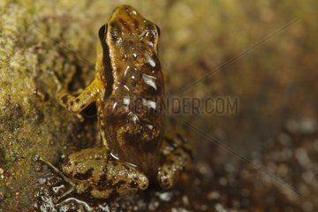 Frog with its six tadpoles on his back in Colombia