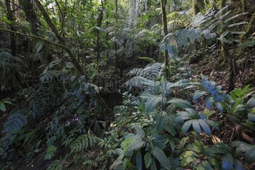 Undergrowth of the rainforest in Colombia