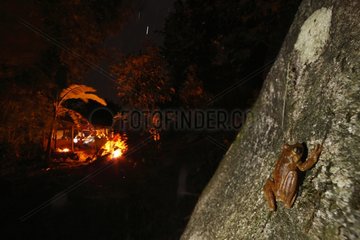Rattle-voiced Treefrog active at night Colombia