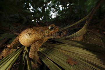 Marine toad in the Sierra Nevada de Santa Marta Colombia