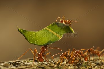 Leaf cutter ants carrying leaves in Colombia