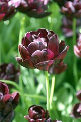 Tulipe double tardive 'Black hero'