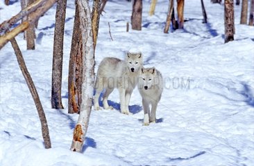 Couple de loups de l'Arctique dans la forêt Canada