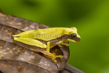 Tree frog in the Osa Peninsule in Costa Rica