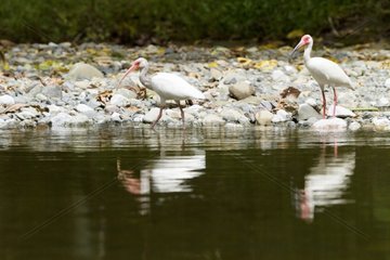 Birds near river in Corcovado NP in Costa Rica