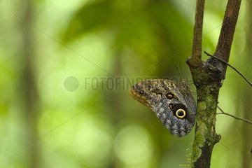 Owl butterfly in PN Corcovado in Costa Rica
