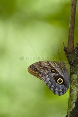 Owl butterfly in PN Corcovado in Costa Rica