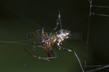 Spider eating a prey in PN Corcovado in Costa Rica