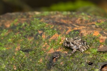 Amphibian in the PN Corcovado in Costa Rica