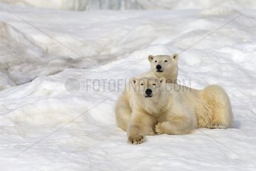 Female polar bear and cub on ice - Chukotka Russia