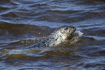 Spotted seal swimming - Chukotka Russia