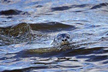 Spotted seal swimming - Chukotka Russia