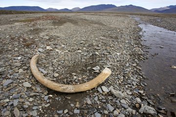 Mammoth tusk in the bank - Russia Chukotka
