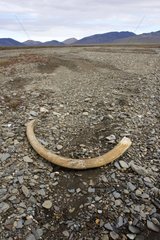 Mammoth tusk in the bank - Russia Chukotka