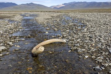 Mammoth defense in the river - Russia Chukotka