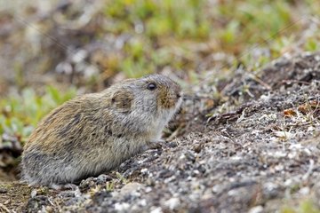 Brown lemmings in the tundra - Chukotka Russia