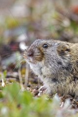 Portrait of Brown lemmings in the tundra - Chukotka Russia