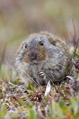 Brown lemming eating in the tundra - Chukotka Russia