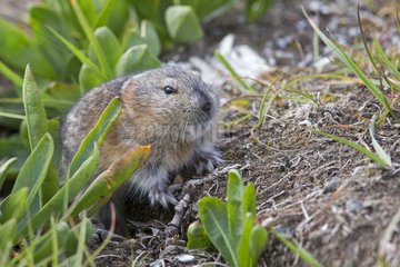 Brown lemming in the tundra - Chukotka Russia