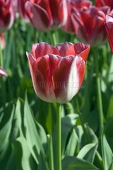 Tulipe triomphe 'Golden party'