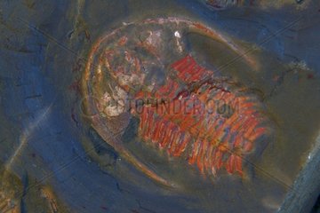 Fossiler Trilobit