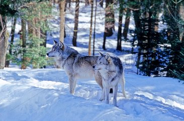 Couple de loups commun dans une forêt enneigée Canada