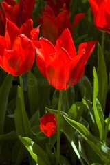 Tulipe fleur de lis 'Pieter de Leur'