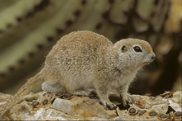 Roundtail Ground Squirrel on a rock Arizona USA