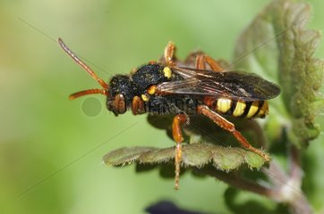 Nomad Bee on leaf - Northern Vosges
