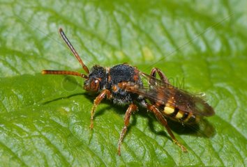 Nomad Bee on leaf - Northern Vosges