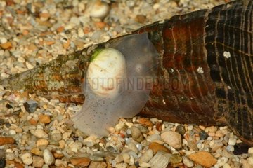 Moon Snail on shell - New Caledonia