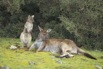 Western Grey Kangaroo femelle and joey Australia