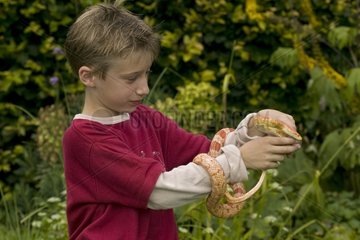 Boy holding and observing a Corn snake United-Kingdom