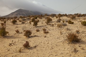 Landscape of the peninsula of Jandia Fuerteventura Canary