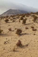Landscape of the peninsula of Jandia Fuerteventura Canary