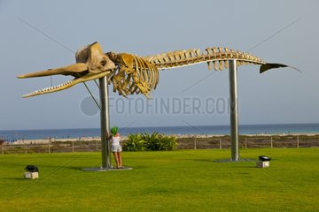 Sperm whale skeleton Jandia Fuerteventura Canary
