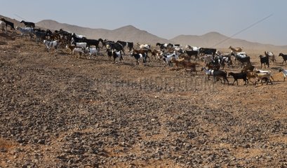 Herd of Goats Lezque Fuerteventura Canary