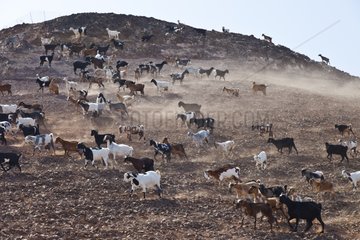 Herd of Goats Lezque Fuerteventura Canary