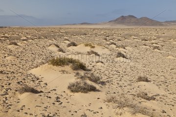 Coastal dune Jandia NP Fuerteventura Canary