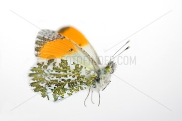 Orange tip male on white background