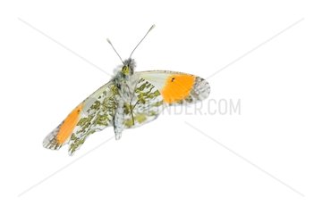 Orange tip male flying on white background