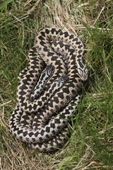 Adders curled up at spring Sussex UK