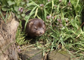 American mink in grass Sussex UK