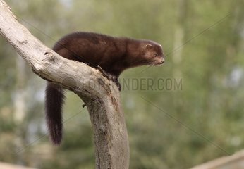 American mink on a trunk Sussex UK