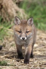 Young Red Fox walking Sussex UK