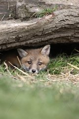 Young Red Fox under a trunk Sussex UK