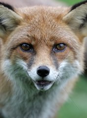 Portrait of Red Fox Somerset UK