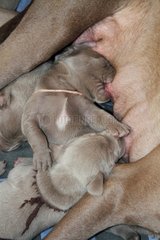 Weimaraner puppies suckling her two weeks France