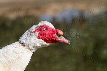 Portrait of a Muscovy Duck
