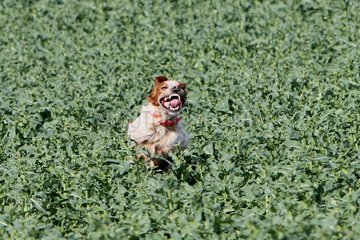 Brittany Spaniel current in a field in France